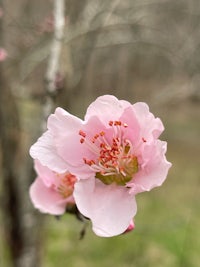 a pink flower on a branch in a field