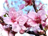 a close up of pink blossoms on a tree