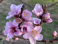 peach blossoms on a tree branch